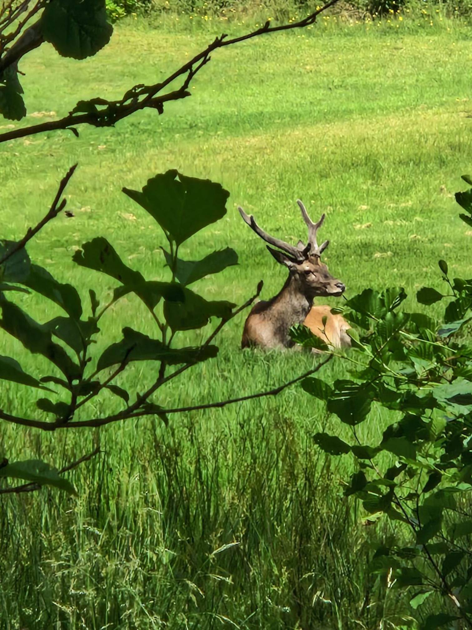 Foto på Emelies telefon